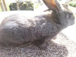 Update 1 left Flemish giant buck bunny