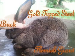 gold tipped steel flemish giant buck bunny