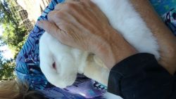 Steele FLemish Giant rabbits (so sweet & lovable