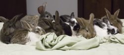 Flemish Giant Mixed Rabbits for Sale