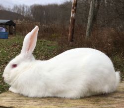 Flemish Giant bunnies