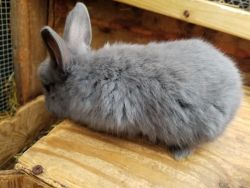 Flemish Giant Bunny Rabbit