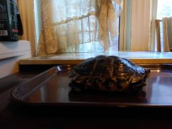 Free fresh water female five inch turtle