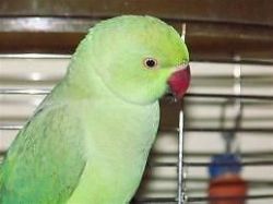 Baby handtame green cheeked conures parrots