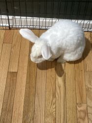 New Loving Home for Pet Rabbit