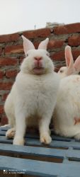 Rabbits - white