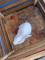 Adorable White rabbit (Pink Eyes)