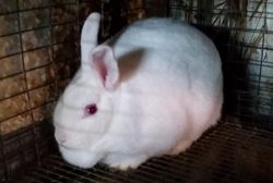 Florida White Meat Rabbits
