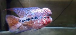 Kamafa fish