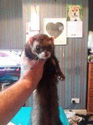 3 Young Ferret Jills Looking For A Good Home