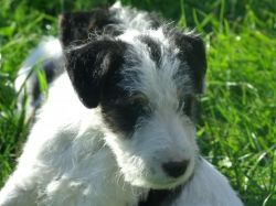 Wire Fox Terriers Puppies Ready To Leave Now