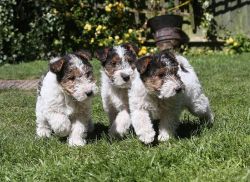 Delwires Quality Kc Wire Haired Fox Terriers