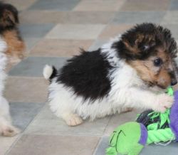 Beautiful Smooth Haired Fox Terrier Puppies