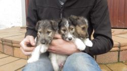 Fox Terriers puppies