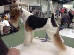 lovely fox terrier puppy ready now