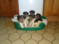 Kc Reg Fox Terrier Puppies For Adoption