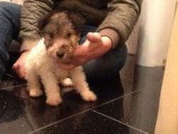 Cute Fox Terrier Puppies Ready To Leave Now
