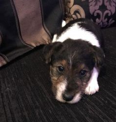 1 Whf Terrier Boy Left And Ready To Go
