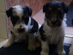 Excellent Wire Haired Fox Terriers