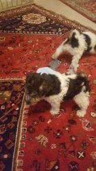 Lovely Fox Terrier Puppies For Sale