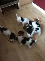 Fox terrier puppies for sale