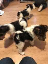 Wire Fox Terrier Pups male and female