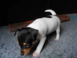 Lovely Kc registered Wire Fox Terriers Puppies