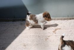 Tan & White Wire Fox Terrier Pups