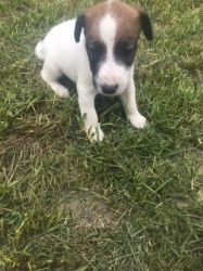 Smooth Fox Terrier Puppies