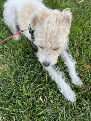 Beautiful Toy Poodle / miniature Fox Terrier