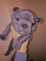 nice and good looking French bulldog for sale