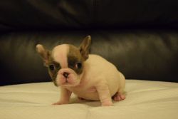 Cute male and female French bulldog for sale now