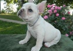 Cream & white French Bulldog Puppy For Sale