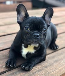 Fully Vaccinated french bulldog Puppies for sale