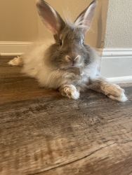 Floofy bunny needing new home