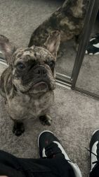 Selling my frenchie