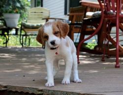 Cute Brittany Spaniel Puppies Available