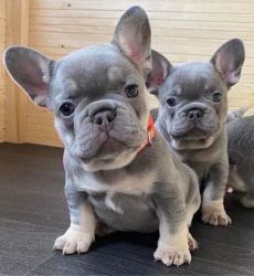 Rehoming French Bull Dogs