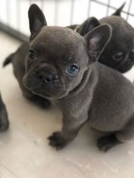 Blues! French Bulldog Pups, Cream Carriers
