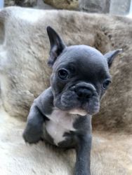 All Blue French Bull Puppies