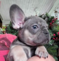 Tappy French Bulldogs for rehoming