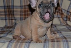 Akc Frenchie for sale