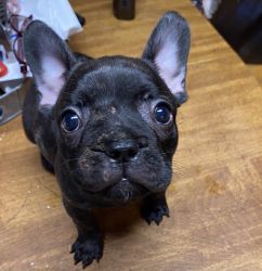 I have 3 male full breed French bulldog puppies for sale!