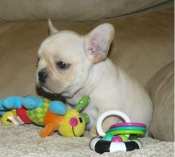 French Bulldog pups are now on sale
