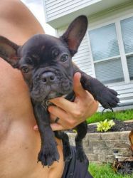 tapping French Bulldogs rehoming