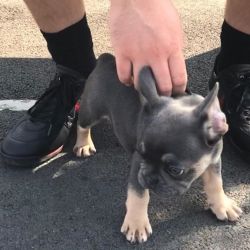 AKC REGISTERED FRENCH BULLDOG AVAILABLE FOR ADOPTION.