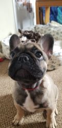 Obedient*French Bulldogs now