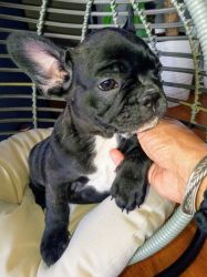 Trusting x French Bulldogs now