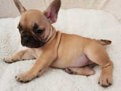 French bull puppies ready for new homes