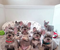French Bulldog Litter of Puppies For Sale (xxx) xxx xxx9